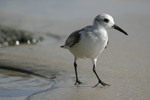 Sanderling    Calidris alba