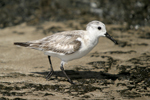 Sanderling    Calidris alba