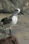 Sanderling    Calidris alba