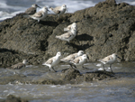 Sanderling    Calidris alba