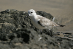 Sanderling    Calidris alba