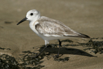 Sanderling    Calidris alba