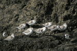 Sanderling    Calidris alba