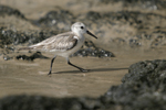 Sanderling    Calidris alba