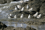 Sanderling    Calidris alba