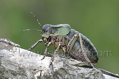 Callimenus macrogaster   Callimenus macrogaster