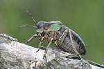 Callimenus macrogaster   