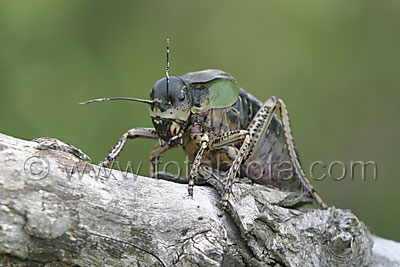 Callimenus macrogaster   Callimenus macrogaster