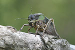 Callimenus macrogaster   Callimenus macrogaster