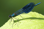 Banded Demoiselle    09.Calopteryx splendens 