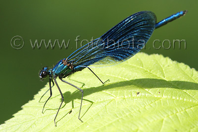 Calopteryx splendens    Calopteryx splendens 