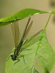 Banded Demoiselle    Calopteryx splendens 