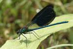 Banded Demoiselle    Calopteryx splendens 