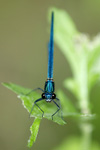 Calopteryx splendens    Calopteryx splendens 