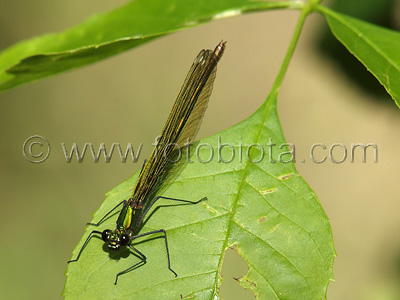 Calopteryx splendens    Calopteryx splendens 