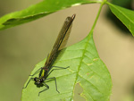 Calopteryx splendens    Calopteryx splendens 