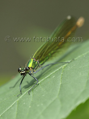 Calopteryx splendens    Calopteryx splendens 