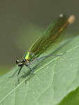 Banded Demoiselle    