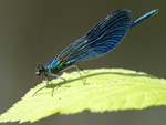 Banded Demoiselle    Calopteryx splendens 