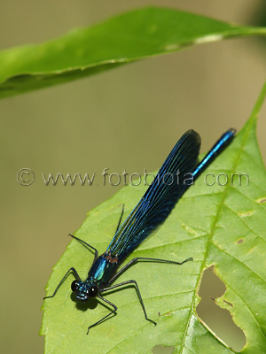 Calopteryx splendens    Calopteryx splendens 