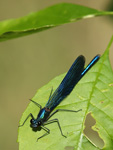 Calopteryx splendens    Calopteryx splendens 