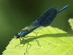 Calopteryx splendens    Calopteryx splendens 