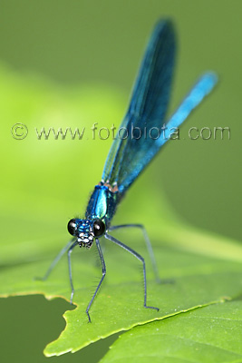 Calopteryx splendens    Calopteryx splendens 