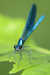 Calopteryx splendens    Calopteryx splendens 