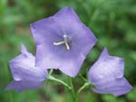 Campanula patula   Campanula patula