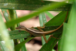 Canopy Anole    Norops lemurinus