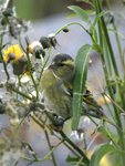 Siskin    Carduelis spinus