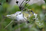 Siskin    Carduelis spinus