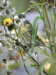 Siskin    Carduelis spinus