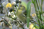 Siskin    Carduelis spinus