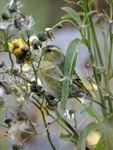 Siskin    Carduelis spinus