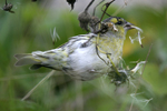 Siskin    Carduelis spinus