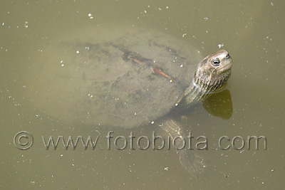      Mauremys caspica rivulata