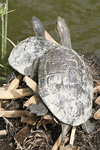 Western Caspian Terrapin   Mauremys caspica rivulata