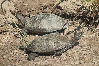      Mauremys caspica rivulata