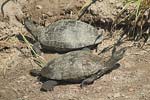 Western Caspian Terrapin   Mauremys caspica rivulata