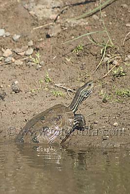      Mauremys caspica rivulata