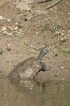 Western Caspian Terrapin   