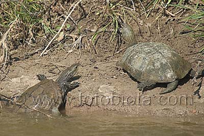      Mauremys caspica rivulata