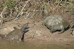 Western Caspian Terrapin   Mauremys caspica rivulata