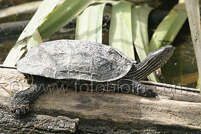 Каспийска блатна костенурка   Mauremys caspica rivulata