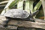 Western Caspian Terrapin   Mauremys caspica rivulata