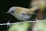 Black-billed Nightingale-Thrush    Catharus gracilirostris