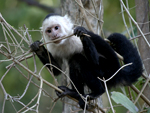 White-headed Capuchin    Cebus capucinus