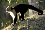 White-headed Capuchin    Cebus capucinus