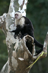 White-headed Capuchin    Cebus capucinus
